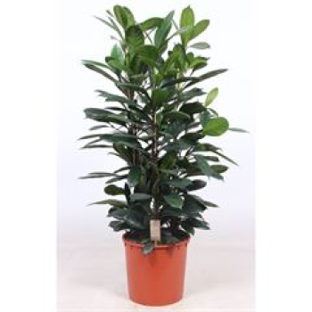 Ficus cyathistipula