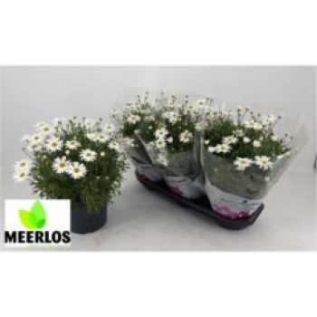 Argyranthemum Busch weiß