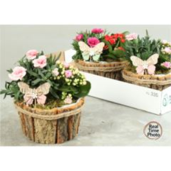 Pflanzenmix im Rindentopf