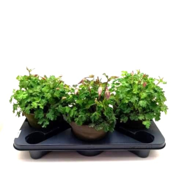 Aquilegia Mix Tontopf