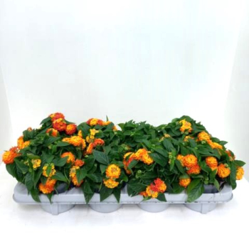 Lantana camara orange