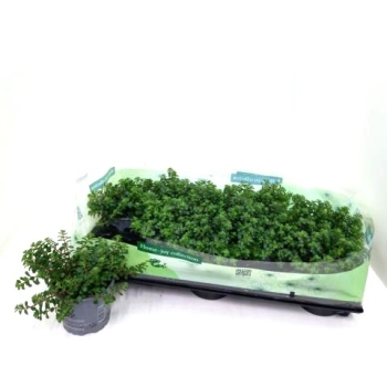 Sedum makinoi "Kosmos"