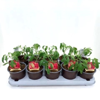 Historische Tomate "Andenhörnchen"