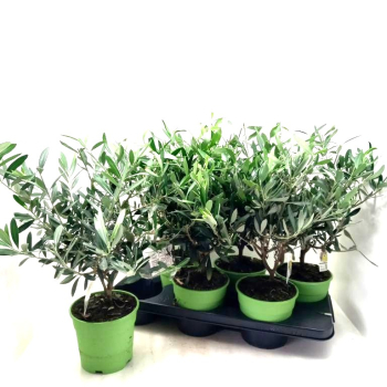 Olea europea Stämmchen