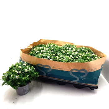 Exacum weiß