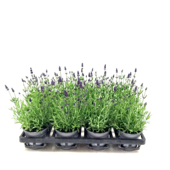 Lavandula ang.