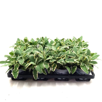 Salvia