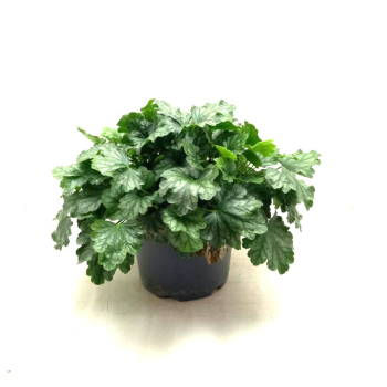 Heuchera Kübel