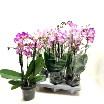 Phalaenopsis 4 Rispen pink