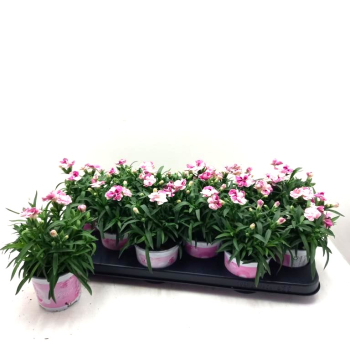 Dianthus 'Sprint Pink and Proud'