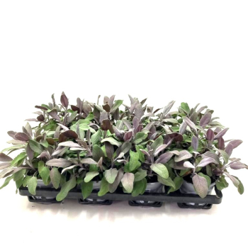 Salvia
