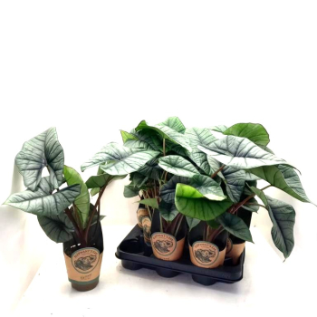 Alocasia "Platinum"