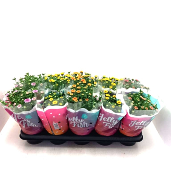 Chrysanthemum 'Jellyfish' gemischt