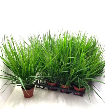 Eragrostis spectabile