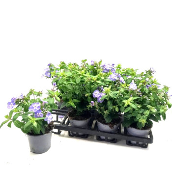 Phlox paniculata