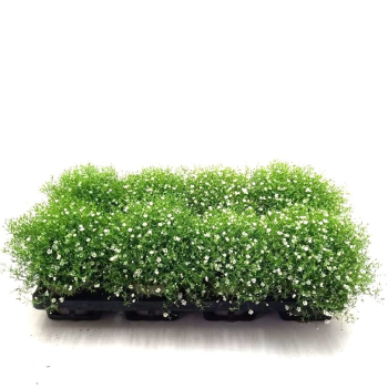 Gypsophila muralis weiß
