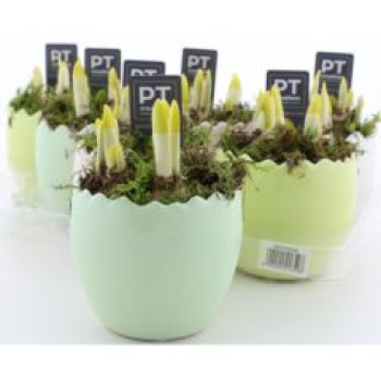 Narcissus im Ei grün