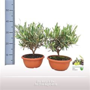Olea europea Schale