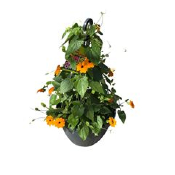 Thunbergia .Ampel