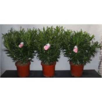 Nerium oleander