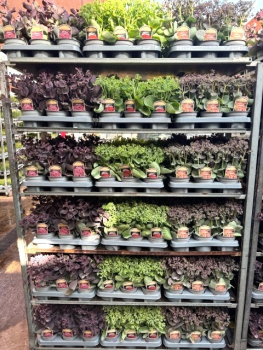 Sedum "Herbstfreude"