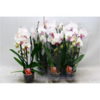 Phalaenopsis "Cascade" weiß mit rotem Auge
