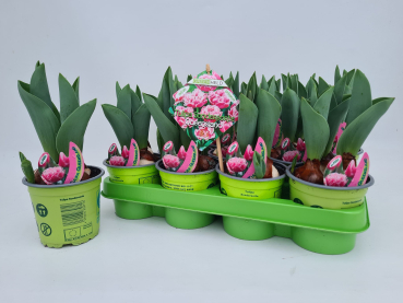 Tulpe  pink-weiß "Pleasure"