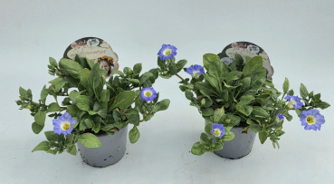 Nolana paradoxa