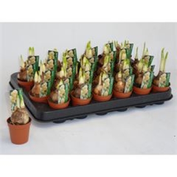 Mini Tazetta "Bridal Crown"