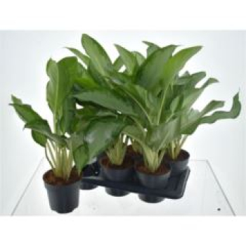 Aglaonema 'Cleopatra'