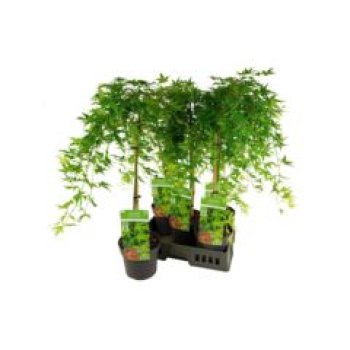 Acer palmatum 'Ryusen'