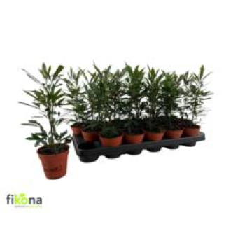 Dizygotheca eleg. 'Castor'