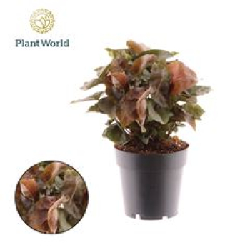 Syngonium 'Maria Feel Green'