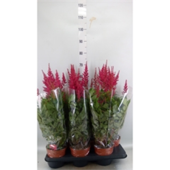 Astilbe arendsii 'Fanal' pink