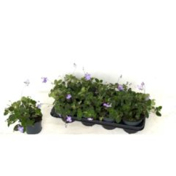 Streptocarpus saxorum