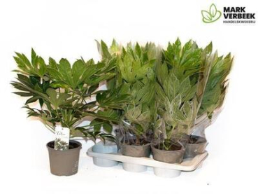 Fatsia japonica 'Variegata'