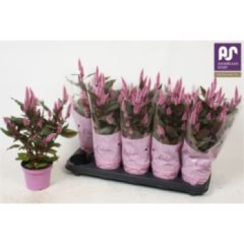 Celosia spic. 'Merida Pink'