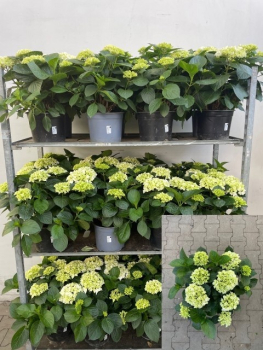 Hydrangea Busch weiß