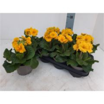 Primula elatior gelb