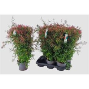 Jasminum poly. Pyramide