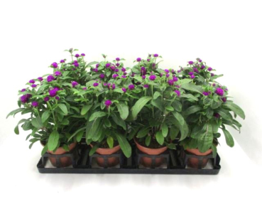 Gomphrena glob. lila
