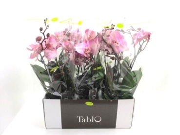 Phalaenopsis "Tablo" 2 Rispen altrosa "Cosmopolitan"