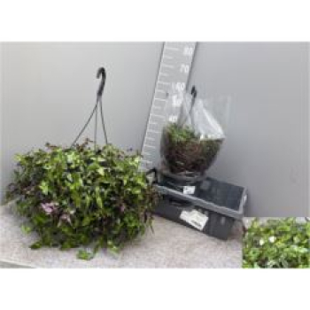 Tradescantia flum. Amp.
