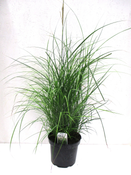 Miscanthus "Kleine Fontäne"