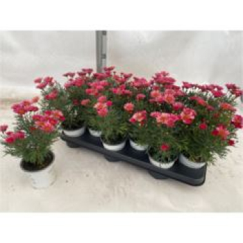 Argyranthemum pink-rot