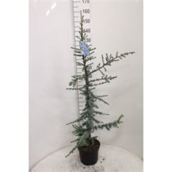Cedrus libani 'Glauca'