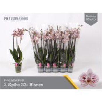 Phalaenopsis 3 Rispen weiß mit roten Punkten