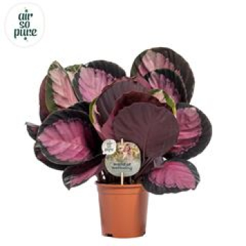 Calathea roseopicta 'Crimson'