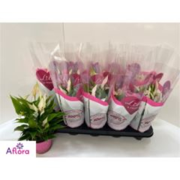Anthurium andr. 'Lilli' weiß