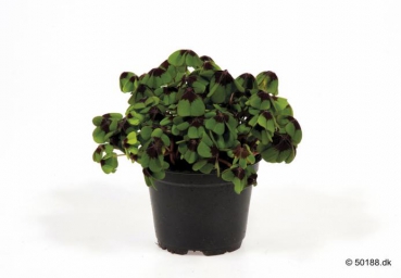 Klee ungeschmückt 10 cm